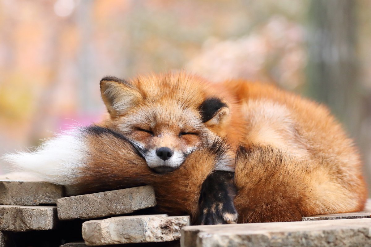 a cute red fox taking a nap on a pile of bricks, with it's head resting on it's tail.